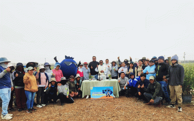 Blueberry Harvest Begins at Fundo Natalia!